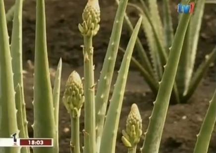 Cele mai frumoase flori sunt cele de Aloe Vera, de la muguri la floare