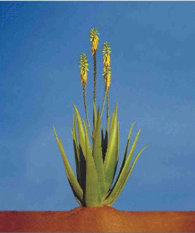 pilota dormeo aloe vera 4 anotimpuri 200x200 Pilotă cu aloe vera 4 anotimpuri AloeVera – Vitapur Home RO